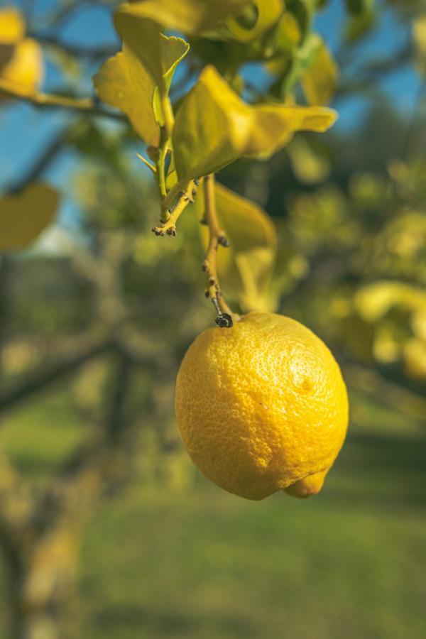 Finca Montana Sant Joan Zewnętrze zdjęcie